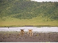 CROWN STOOL oak ash